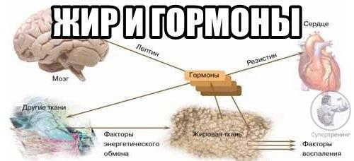 http://moipersiki.com.ua/gormonyi-i-lishniy-ves/